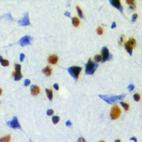JMJD6 / PSR Antibody - Immunohistochemical analysis of JMJD6 staining in mouse brain formalin fixed paraffin embedded tissue section. The section was pre-treated using heat mediated antigen retrieval with sodium citrate buffer (pH 6.0). The section was then incubated with the antibody at room temperature and detected using an HRP conjugated compact polymer system. DAB was used as the chromogen. The section was then counterstained with hematoxylin and mounted with DPX.