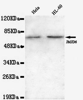 JMJD6 / PSR Antibody - JMJD6 antibody at 1/1000 dilution Lane1: HeLa whole cell lysate 40 ug/Lane Lane2:HL-60 whole cell lysate 40 ug/Lane.