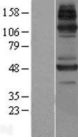 JMJD6 / PSR Protein - Western validation with an anti-DDK antibody * L: Control HEK293 lysate R: Over-expression lysate