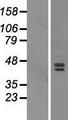 JMJD6 / PSR Protein - Western validation with an anti-DDK antibody * L: Control HEK293 lysate R: Over-expression lysate