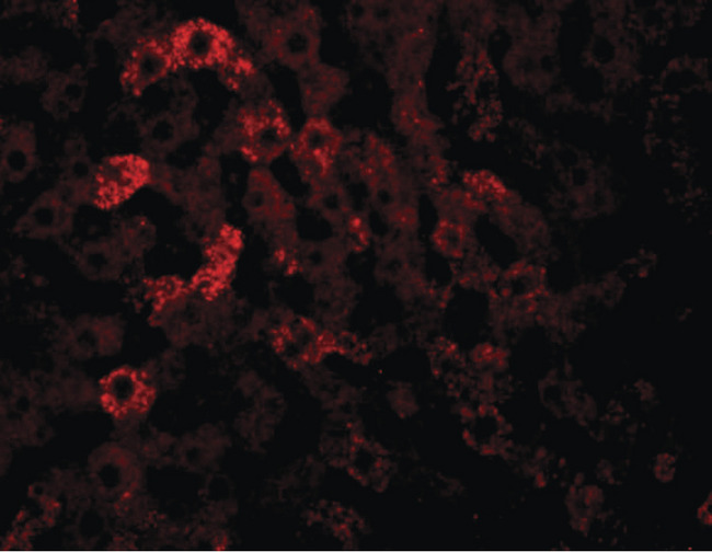 JMJD7 Antibody - Immunofluorescence of JMJD7 in rat liver tissue with JMJD7 antibody at 20 ug/ml.