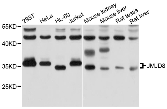 JMJD8 Antibody - Western blot analysis of extracts of various cell lines, using JMJD8 antibody at 1:1000 dilution. The secondary antibody used was an HRP Goat Anti-Rabbit IgG (H+L) at 1:10000 dilution. Lysates were loaded 25ug per lane and 3% nonfat dry milk in TBST was used for blocking. An ECL Kit was used for detection and the exposure time was 3s.