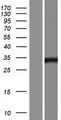 JMJD8 Protein - Western validation with an anti-DDK antibody * L: Control HEK293 lysate R: Over-expression lysate