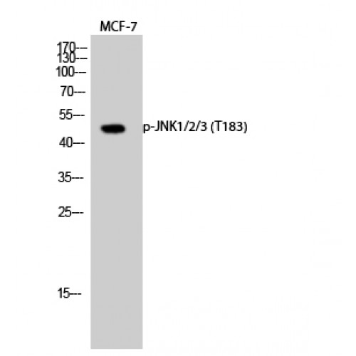 JNK1+2+3 Antibody - Western blot of Phospho-JNK1/2/3 (T183) antibody