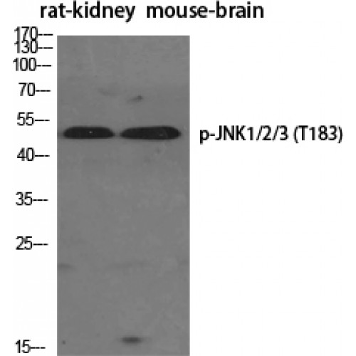 JNK1+2+3 Antibody - Western blot of Phospho-JNK1/2/3 (T183) antibody