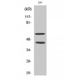 JNK1+2+3 Antibody - Western blot of Phospho-JNK1/2/3 (T183/Y185) antibody