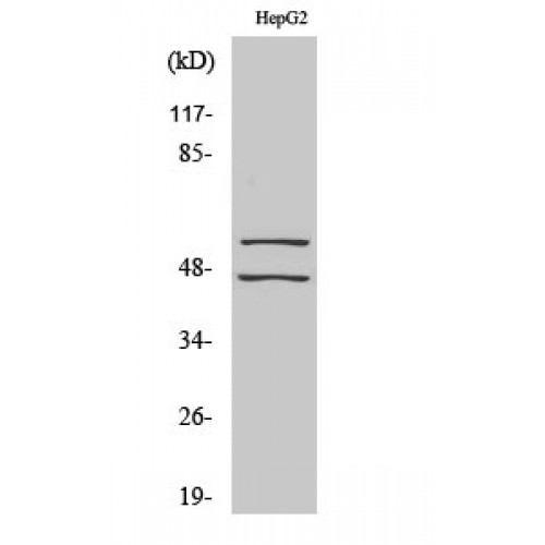 JNK1+2+3 Antibody - Western blot of Phospho-JNK1/2/3 (Y185) antibody