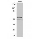 JNK1+2+3 Antibody - Western blot of Phospho-JNK1/2/3 (Y185) antibody