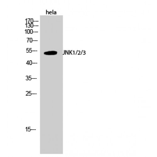 JNK1+2+3 Antibody - Western blot of JNK1/2/3 antibody