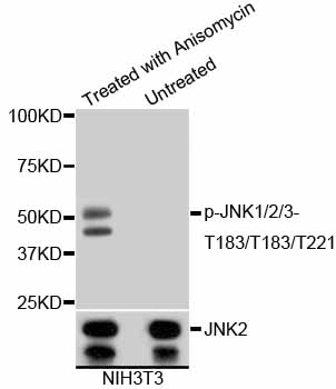 JNK1+2+3 Antibody - Western blot analysis of extracts of various cells.