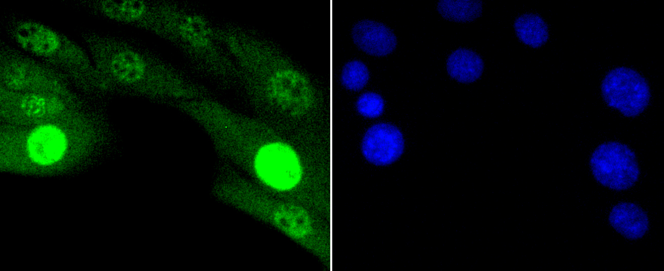 JNK1+2+3 Antibody - Immunofluorescence analysis of NIH-3T3 cells.