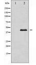 JNK1+2+3 Antibody - Western blot of SAPK/JNK expression in LOVO whole cell lysates,The lane on the left is treated with the antigen-specific peptide.