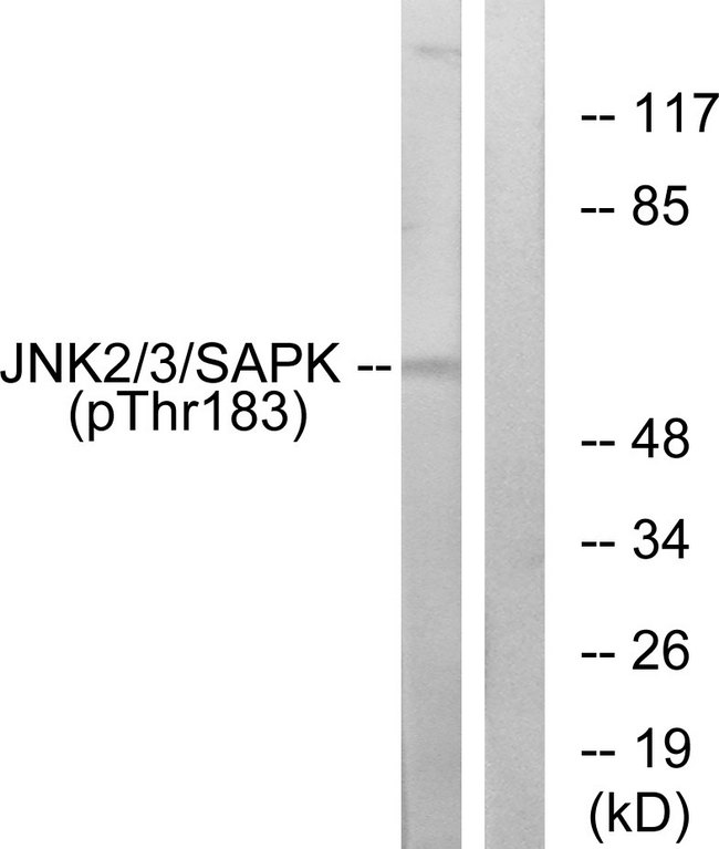 JNK1+2+3 Antibody - Western blot analysis of lysates from HeLa cells treated with Anisomycin 200ng/ml 10', using SAPK/JNK (Phospho-Thr183) Antibody. The lane on the right is blocked with the phospho peptide.