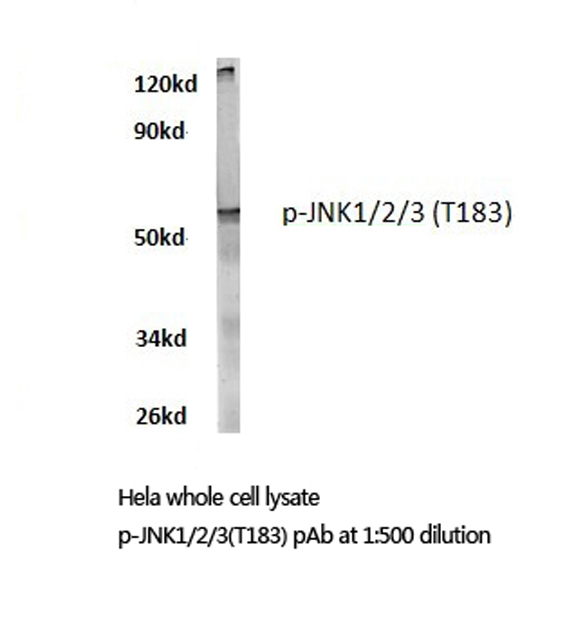 JNK1+2+3 Antibody - Western blot of p-JNK1/2/3 (T183) pAb in extracts from HeLa cells.