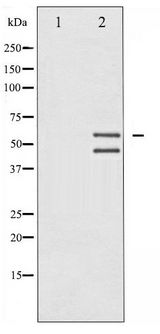 JNK1+2+3 Antibody - Western blot of JNK1/2/3 phosphorylation expression in UV treated 293 whole cell lysates,The lane on the left is treated with the antigen-specific peptide.