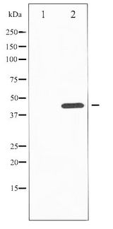 JNK1+2+3 Antibody - Western blot of SAPK/JNK phosphorylation expression in nocodazole treated HepG2 whole cell lysates,The lane on the left is treated with the antigen-specific peptide.