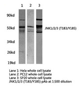 JNK1+2+3 Antibody - Western blot of JNK1/2/3 (T183/Y185) pAb in extracts from HeLa, PC12 and SP20 cells.