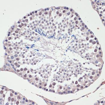 JNK1/2 Antibody - Immunohistochemistry of paraffin-embedded Mouse testis using c-Jun Polyclonal Antibody at dilution of 1:100 (40x lens).