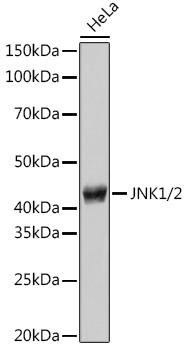 JNK1/2 Antibody - Western blot analysis of extracts of HeLa cells using JNK1/2 Polyclonal Antibody at dilution of 1:500.