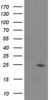 JOSD1 Antibody - HEK293T cells were transfected with the pCMV6-ENTRY control (Left lane) or pCMV6-ENTRY JOSD1 (Right lane) cDNA for 48 hrs and lysed. Equivalent amounts of cell lysates (5 ug per lane) were separated by SDS-PAGE and immunoblotted with anti-JOSD1.
