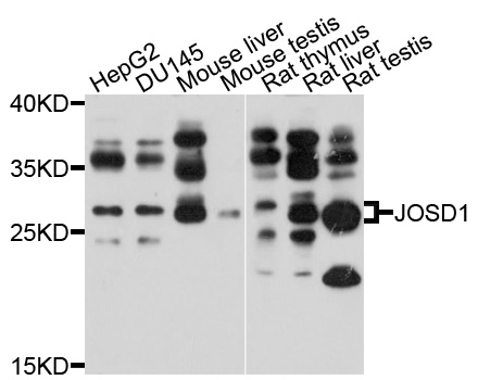 JOSD1 Antibody - Western blot analysis of extracts of various cell lines, using JOSD1 antibody at 1:1000 dilution. The secondary antibody used was an HRP Goat Anti-Rabbit IgG (H+L) at 1:10000 dilution. Lysates were loaded 25ug per lane and 3% nonfat dry milk in TBST was used for blocking. An ECL Kit was used for detection and the exposure time was 10s.