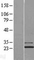 JOSD1 Protein - Western validation with an anti-DDK antibody * L: Control HEK293 lysate R: Over-expression lysate