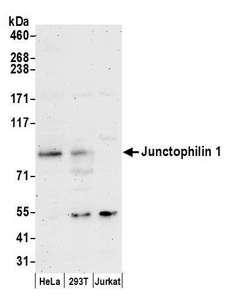 JPH1 Antibody - Detection of human Junctophilin 1 by western blot. Samples: Whole cell lysate (50 µg) from HeLa, HEK293T, and Jurkat cells prepared using RIPA lysis buffer. Antibodies: Affinity purified rabbit anti-Junctophilin 1 antibody used for WB at 0.1 µg/ml. Detection: Chemiluminescence with an exposure time of 3 minutes.
