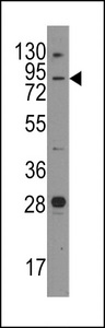 JPH3 Antibody - Western blot of anti-Junctophilin 3 antibody in mouse brain tissue lysates (35 ug/lane). Junctophilin 3(arrow) was detected using the purified antibody.