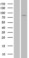JPH3 Protein - Western validation with an anti-DDK antibody * L: Control HEK293 lysate R: Over-expression lysate