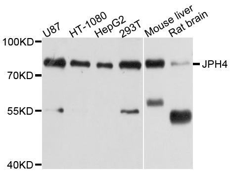 JPH4 Antibody - Western blot analysis of extract of various cells.