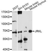 JRKL Antibody - Western blot analysis of extracts of various cell lines, using JRKL antibody at 1:1000 dilution. The secondary antibody used was an HRP Goat Anti-Rabbit IgG (H+L) at 1:10000 dilution. Lysates were loaded 25ug per lane and 3% nonfat dry milk in TBST was used for blocking. An ECL Kit was used for detection and the exposure time was 180s.
