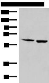 JRKL Antibody - Western blot analysis of Juakat and K562 cell lysates  using JRKL Polyclonal Antibody at dilution of 1:800