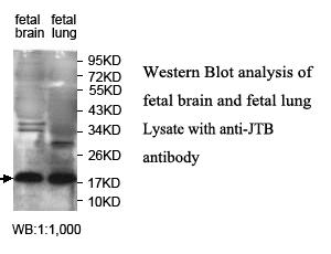 JTB / PAR Antibody