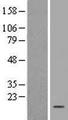 JTB / PAR Protein - Western validation with an anti-DDK antibody * L: Control HEK293 lysate R: Over-expression lysate
