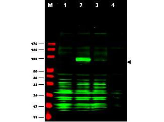 JUB / Ajuba Antibody - Anti-Ajuba Antibody - Western Blot. Western blot of Affinity Purified anti-Ajuba antibody shows detection of Ajuba-RFP fusion protein in cell lysates (arrow-head). Lanes correspond to 1) vector only transfection, 2) human Ajuba-RFP, 3) mouse Ajuba-RFP, and 4) mock transfection. Approximately 50 ug of each lysate was loaded per lane for SDS-PAGE followed by transfer onto nitrocellulose and reaction with a 1:1700 dilution of anti-Ajuba antibody. Detection occurred using a 1:10000 dilution of IRDye800 conjugated Gt-a-Rabbit IgG [H&L] ( for 45 min at room temperature (800 nm channel, green). Molecular weight estimation was made by comparison to prestained MW markers (indicated at left, 700 nm channel, red). IRDye800 fluorescence image was captured using the Odyssey Infrared Imaging System developed by LI-COR. IRDye is a trademark of LI-COR, Inc. Other detection systems will yield similar results.