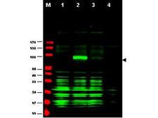 JUB / Ajuba Antibody - Anti-Ajuba Antibody - Western Blot. Western blot of Affinity Purified anti-Ajuba antibody shows detection of Ajuba-RFP fusion protein in cell lysates (arrow-head). Lanes correspond to 1) vector only transfection, 2) human Ajuba-RFP, 3) mouse Ajuba-RFP, and 4) mock transfection. Approximately 50 ug of each lysate was loaded per lane for SDS-PAGE followed by transfer onto nitrocellulose and reaction with a 1:1700 dilution of anti-Ajuba antibody. Detection occurred using a 1:10000 dilution of IRDye800 conjugated Gt-a-Rabbit IgG [H&L] ( for 45 min at room temperature (800 nm channel, green). Molecular weight estimation was made by comparison to prestained MW markers (indicated at left, 700 nm channel, red). IRDye800 fluorescence image was captured using the Odyssey Infrared Imaging System developed by LI-COR. IRDye is a trademark of LI-COR, Inc. Other detection systems will yield similar results.