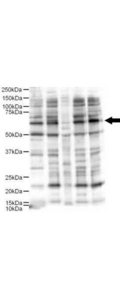 JUB / Ajuba Antibody - Anti-Ajuba Antibody - Western Blot. Western blot of Affinity Purified anti-Ajuba antibody shows detection of a 57-kD band consistent with the expected MW for Ajuba (arrowhead). Lanes correspond to 1) HeLa nuclear extract, and 2) HeLa, 3) A431, 4) Jurkat and 5) 293 whole cell lysates. Immunoprecipitation of Ajuba followed by western blotting may result in cleaner background staining. Approximately 5 ug of each preparation was run on a SDS-PAGE and transferred onto nitrocellulose followed by reaction with a 1:500 dilution of anti-Ajuba antibody. Detection occurred using a 1:5000 dilution of HRP-labeled Donkey anti-Rabbit IgG for 1 hour at room temperature. A chemiluminescence system was used for signal detection (Roche) using a 60-sec exposure time. Personal Communication. E. Pugacheva, Fox Chase Cancer Center, Philadelphia, PA.