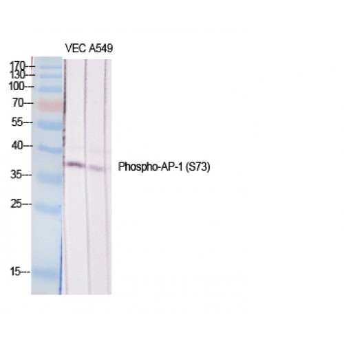JUN / c-Jun Antibody - Western blot of Phospho-AP-1/Jun D (S73/100) antibody