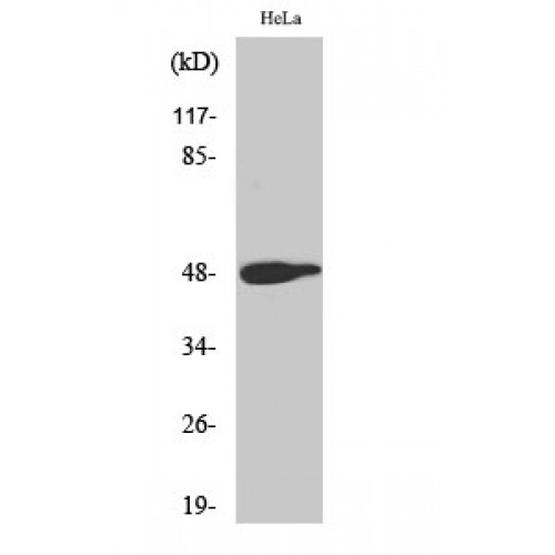 JUN / c-Jun Antibody - Western blot of Phospho-AP-1 (T239) antibody