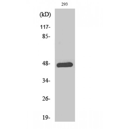 JUN / c-Jun Antibody - Western blot of Phospho-AP-1 (T93) antibody