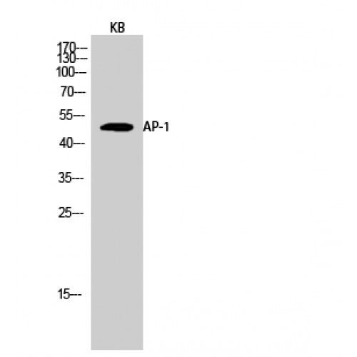 JUN / c-Jun Antibody - Western blot of AP-1 antibody