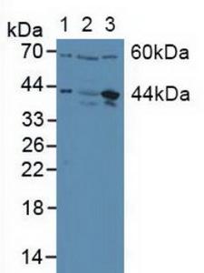 JUN / c-Jun Antibody - Western Blot; Sample: Lane1: Human Placenta Tissue; Lane2: Human HepG2 Cells; Lane3: Human U-2 OS Cells.