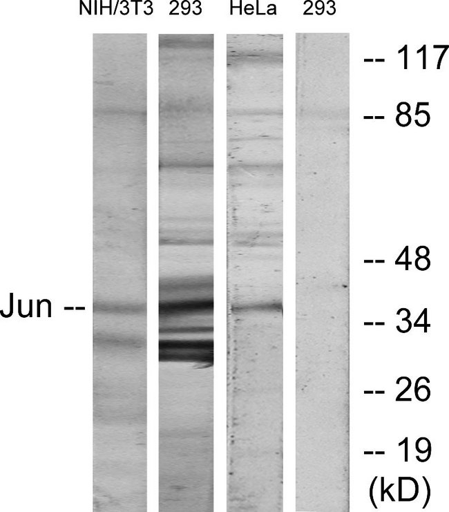 JUN / c-Jun Antibody - Western blot analysis of lysates from HeLa, 293, and 3T3 cells, using c-Jun Antibody. The lane on the right is blocked with the synthesized peptide.
