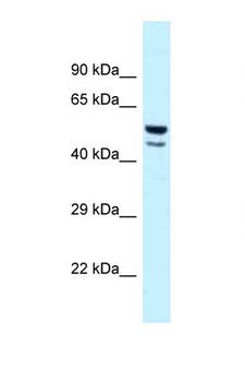JUN / c-Jun Antibody - JUN antibody Western blot of Fetal Heart lysate. Antibody concentration 1 ug/ml.  This image was taken for the unconjugated form of this product. Other forms have not been tested.