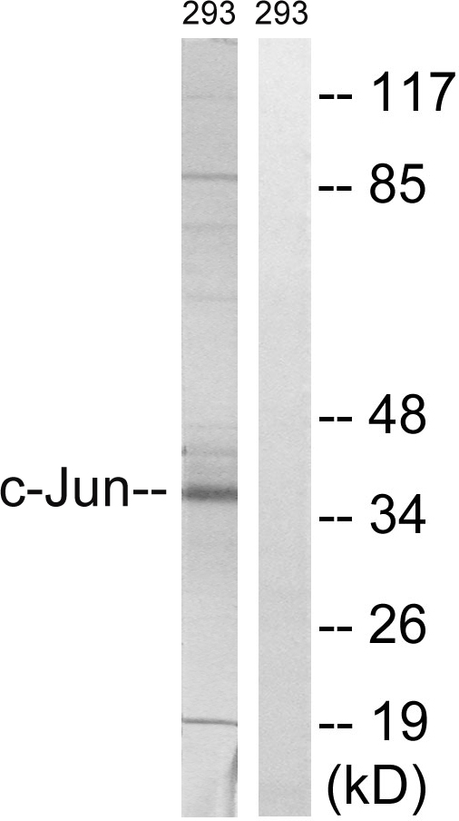 JUN / c-Jun Antibody - Western blot analysis of lysates from 293 cells, using c-Jun Antibody. The lane on the right is blocked with the synthesized peptide.