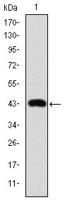 JUN / c-Jun Antibody - Western blot using c-Jun monoclonal antibody against human c-Jun (AA: 199-331) recombinant protein.