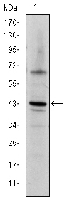 JUN / c-Jun Antibody - Western blot using c-Jun mouse monoclonal antibody against NIH/3T3 cell lysate.