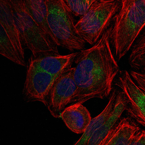 JUN / c-Jun Antibody - Immunofluorescence of HeLa cells using c-Jun mouse monoclonal antibody (green). Blue: DRAQ5 fluorescent DNA dye. Red: Actin filaments have been labeled with Alexa Fluor-555 phalloidin.