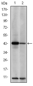 JUN / c-Jun Antibody - Western blot using c-Jun mouse monoclonal antibody against NIH/3T3 (1) and Cos7 (2) cell lysate.