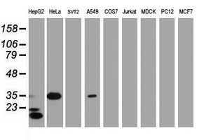 JUN / c-Jun Antibody - Western blot of extracts (35ug) from 9 different cell lines by using anti-JUN monoclonal antibody (HepG2: human; HeLa: human; SVT2: mouse; A549: human; COS7: monkey; Jurkat: human; MDCK: canine; PC12: rat; MCF7: human).